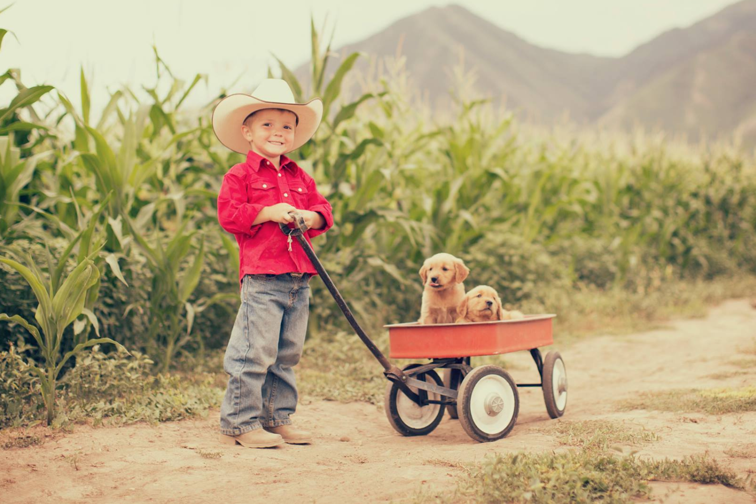 Young boy wearing a red shirt and cowboy hat with two dogs in a orange wagon outside in a corn field